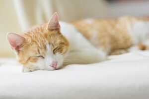 Prokrastynacja przyczyny: close up of ginger cat lying on floor